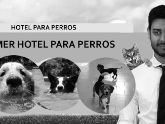 Primer hotel para perros de Booking.com
