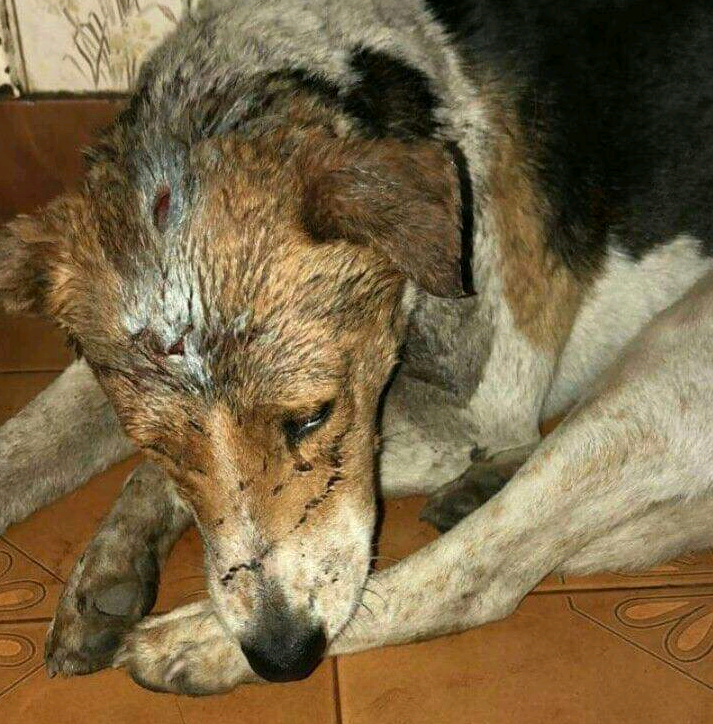 Maltrato a perro General Alvarado