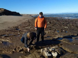 Encuentran restos fósiles en Miramar